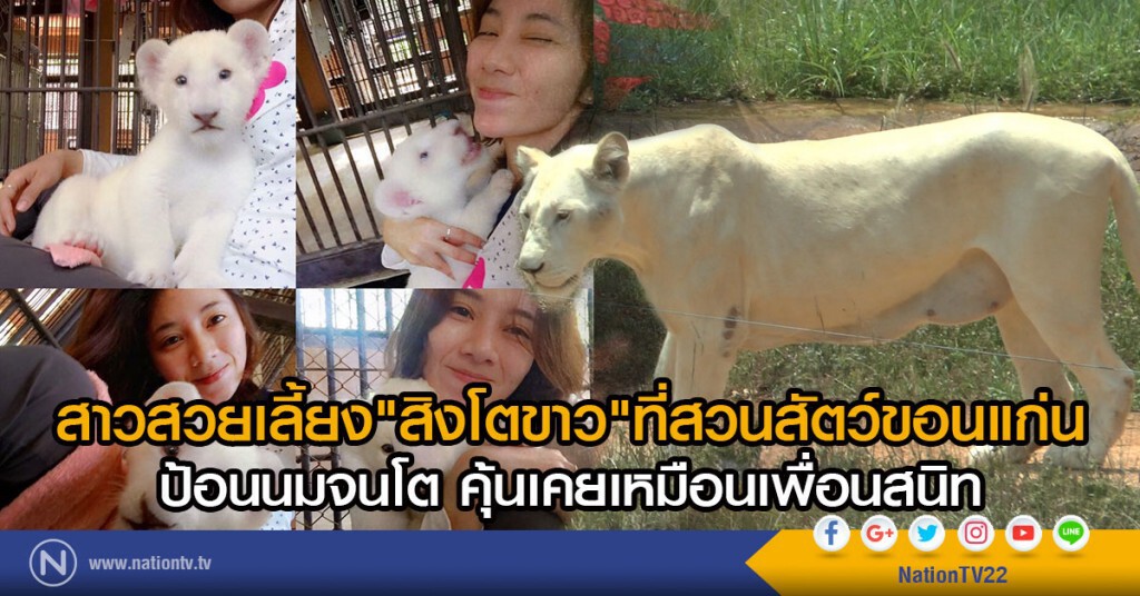 สาวสวยเลี้ยง"สิงโตขาว"ที่สวนสัตว์ขอนแก่น
ป้อนนมจนโต คุ้นเคยเหมือนเพื่อนสนิท สาวสวยเลี้ยง"สิงโตขาว"ที่สวนสัตว์ขอนแก่น
ป้อนนมจนโต คุ้นเคยเหมือนเพื่อนสนิท