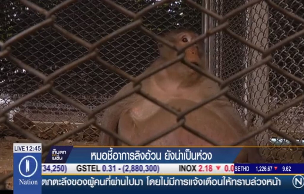 หมอชี้อาการลิงอ้วน ยังน่าเป็นห่วง