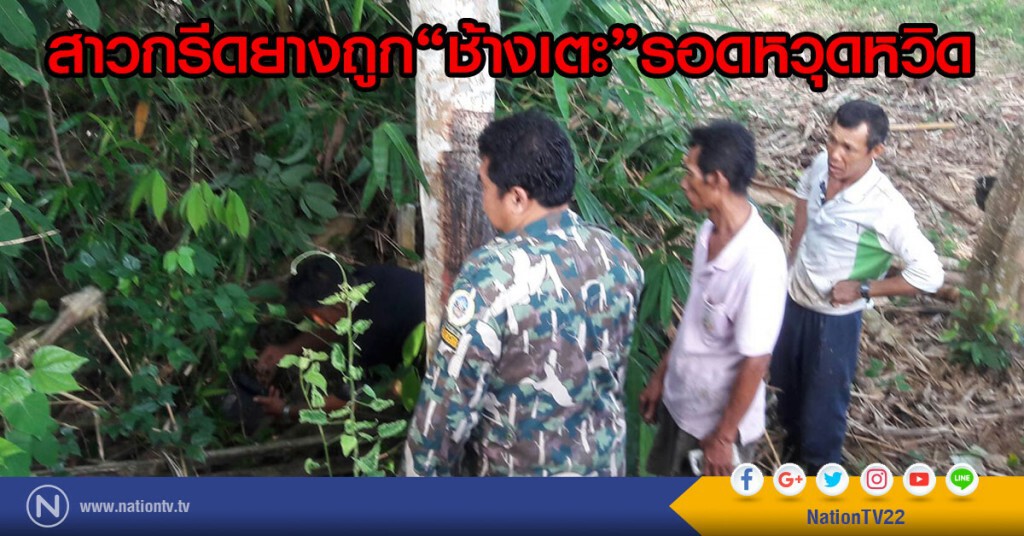สาวกรีดยางถูกช้างเตะรอดหวุดหวิด สาวกรีดยางถูกช้างเตะรอดหวุดหวิด