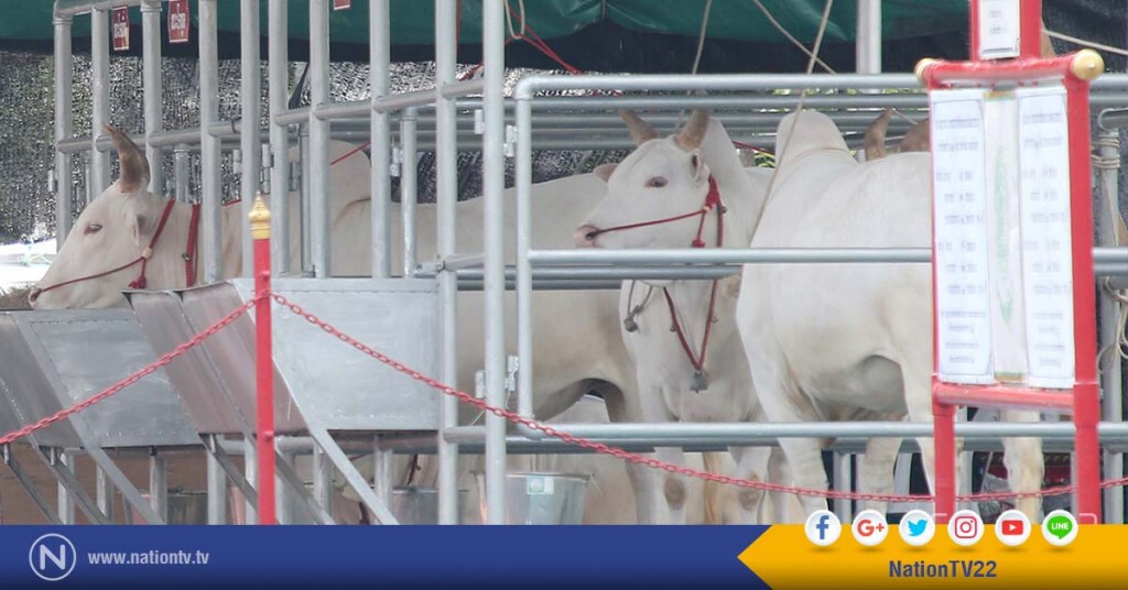ภาพชุด เตรียมพร้อม "พระโค" สำหรับประกอบพระราชพิธีจรดพระนังคัลแรกนาขวัญปีนี้