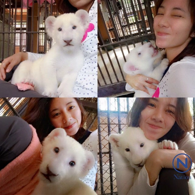 สาวสวยเลี้ยง"สิงโตขาว"ที่สวนสัตว์ขอนแก่น
ป้อนนมจนโต คุ้นเคยเหมือนเพื่อนสนิท