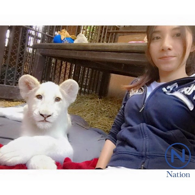 สาวสวยเลี้ยง"สิงโตขาว"ที่สวนสัตว์ขอนแก่น
ป้อนนมจนโต คุ้นเคยเหมือนเพื่อนสนิท