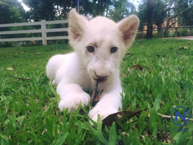 สาวสวยเลี้ยง"สิงโตขาว"ที่สวนสัตว์ขอนแก่น
ป้อนนมจนโต คุ้นเคยเหมือนเพื่อนสนิท