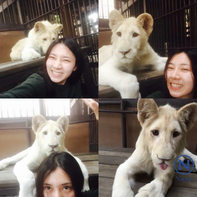 สาวสวยเลี้ยง"สิงโตขาว"ที่สวนสัตว์ขอนแก่น
ป้อนนมจนโต คุ้นเคยเหมือนเพื่อนสนิท