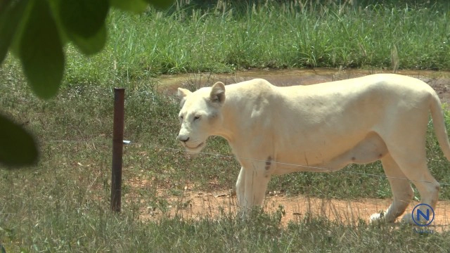 สาวสวยเลี้ยง"สิงโตขาว"ที่สวนสัตว์ขอนแก่น
ป้อนนมจนโต คุ้นเคยเหมือนเพื่อนสนิท