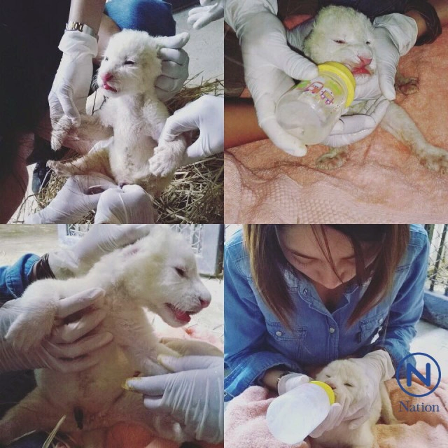 สาวสวยเลี้ยง"สิงโตขาว"ที่สวนสัตว์ขอนแก่น
ป้อนนมจนโต คุ้นเคยเหมือนเพื่อนสนิท