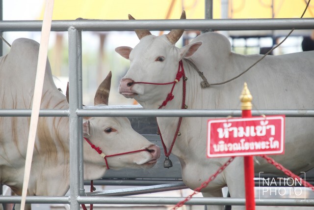 ภาพชุด เตรียมพร้อม "พระโค" สำหรับประกอบพระราชพิธีจรดพระนังคัลแรกนาขวัญปีนี้