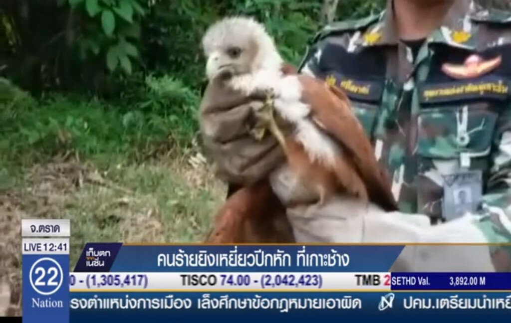 คนร้ายยิงเหยี่ยวปีกหัก ที่เกาะช้าง คนร้ายยิงเหยี่ยวปีกหัก ที่เกาะช้าง