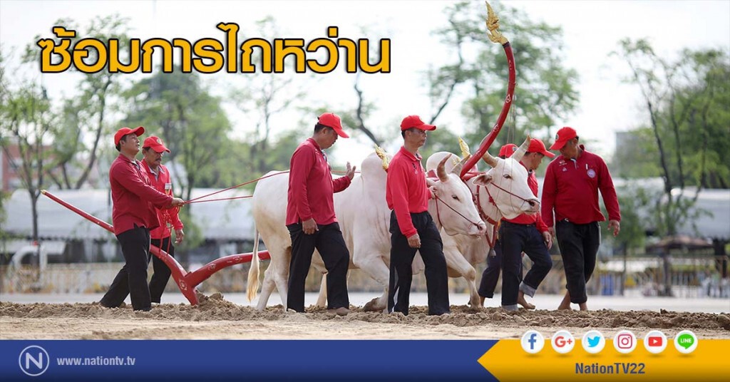 ภาพชุด นำพระโคเข้าเทียมคันไถเพื่อซ้อมการไถหว่าน ภาพชุด นำพระโคเข้าเทียมคันไถเพื่อซ้อมการไถหว่าน