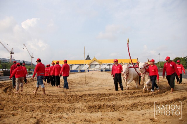 ภาพชุด นำพระโคเข้าเทียมคันไถเพื่อซ้อมการไถหว่าน