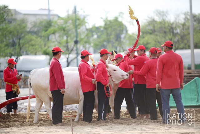 ภาพชุด นำพระโคเข้าเทียมคันไถเพื่อซ้อมการไถหว่าน
