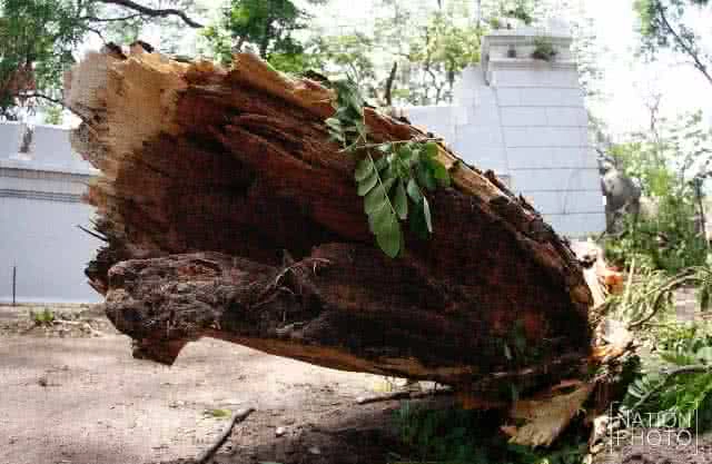 เสียหาย... กิ่งต้นก้ามปูหักโค่นทับกำแพงก่ออิฐถือปูน วัดเฉลิมพระเกียรติวรวิหาร
