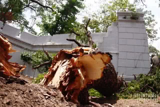 เสียหาย... กิ่งต้นก้ามปูหักโค่นทับกำแพงก่ออิฐถือปูน วัดเฉลิมพระเกียรติวรวิหาร