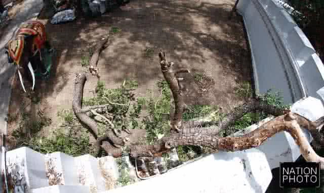 เสียหาย... กิ่งต้นก้ามปูหักโค่นทับกำแพงก่ออิฐถือปูน วัดเฉลิมพระเกียรติวรวิหาร