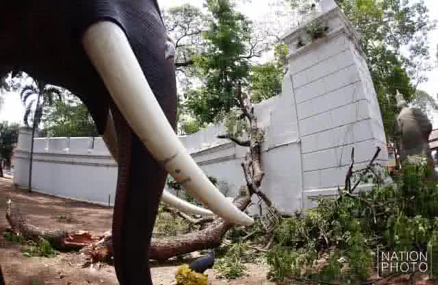 เสียหาย... กิ่งต้นก้ามปูหักโค่นทับกำแพงก่ออิฐถือปูน วัดเฉลิมพระเกียรติวรวิหาร