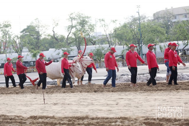 ภาพชุด นำพระโคเข้าเทียมคันไถเพื่อซ้อมการไถหว่าน