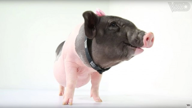 "ปลื้ม สุรบถ" ขอโหนกระแสหมูจูเนียร์
อวดความน่ารัก "เจ๊ศรี"
คนขายบอกโตขึ้นนิดเดียว!!