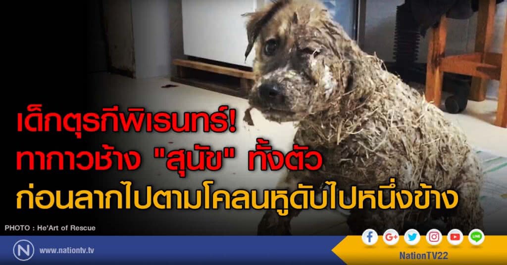 เด็กตุรกีพิเรนทร์! ทากาวช้าง "สุนัข" ทั้งตัว ก่อนลากไปตามโคลนหูดับไปหนึ่งข้าง