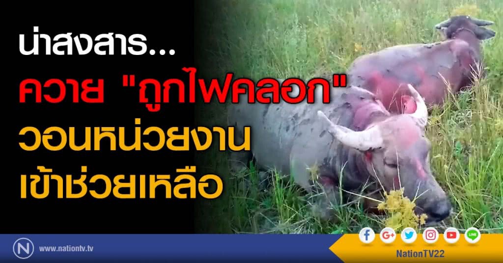 น่าสงสาร... ควาย "ถูกไฟคลอก" วอนหน่วยงาน เข้าช่วยเหลือ น่าสงสาร... ควาย "ถูกไฟคลอก" วอนหน่วยงาน เข้าช่วยเหลือ