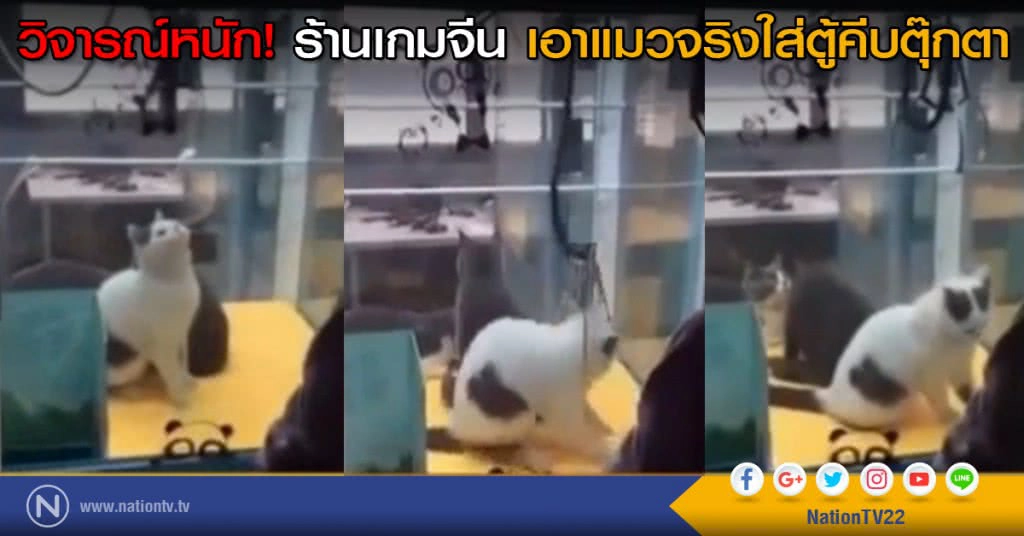 ร้านเกมจีนเอาแมวจริง ใส่ตู้คีบตุ๊กตา