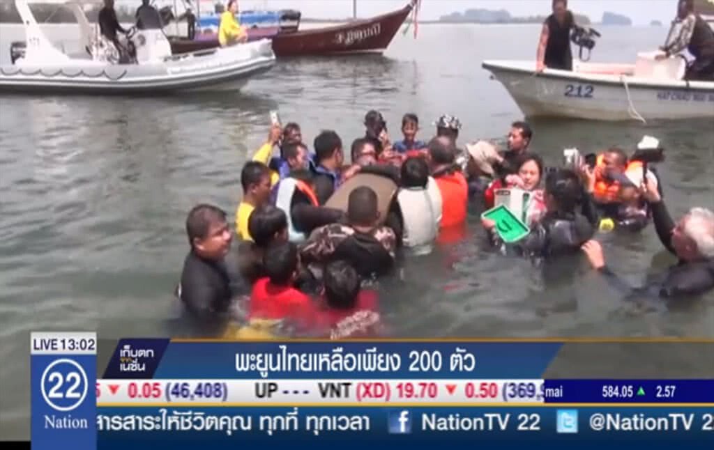 พะยูนไทยเหลือเพียง 200 ตัว พะยูนไทยเหลือเพียง 200 ตัว