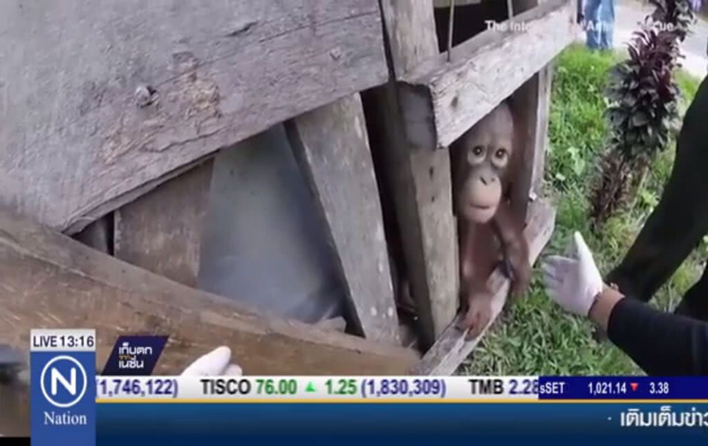 ช่วยอุรังอุตัง ถูกขังในลังไม้นาน 2 ปี