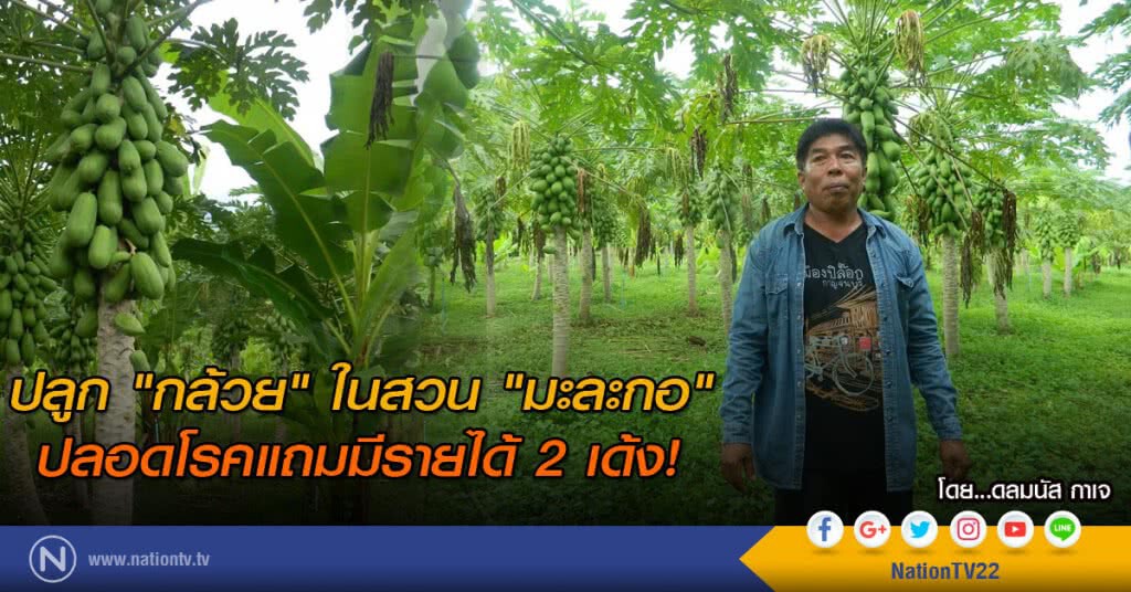 ปลูก"กล้วย"ในสวน"มะละกอ"
ปลอดโรคแถมมีรายได้ 2 เด้ง!