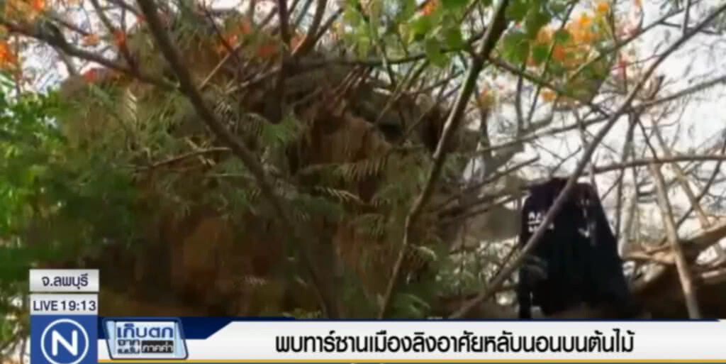 พบทาร์ซานเมืองลิงอาศัยหลับนอนบนต้นไม้ พบทาร์ซานเมืองลิงอาศัยหลับนอนบนต้นไม้