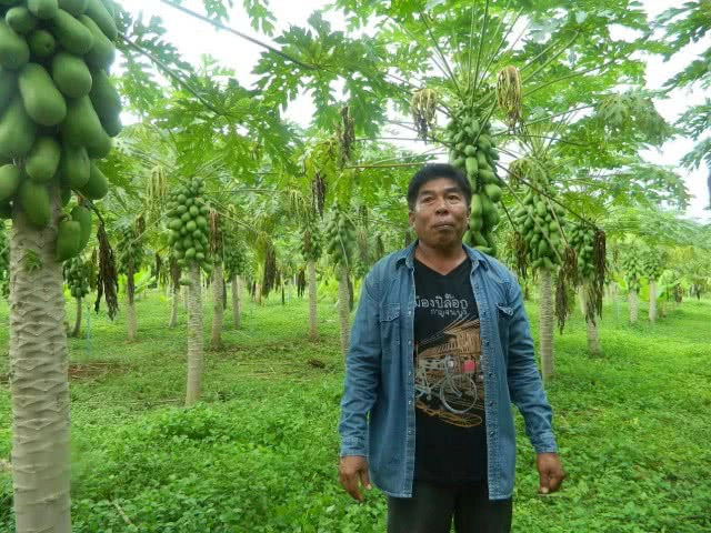 ปลูก"กล้วย"ในสวน"มะละกอ"
ปลอดโรคแถมมีรายได้ 2 เด้ง!