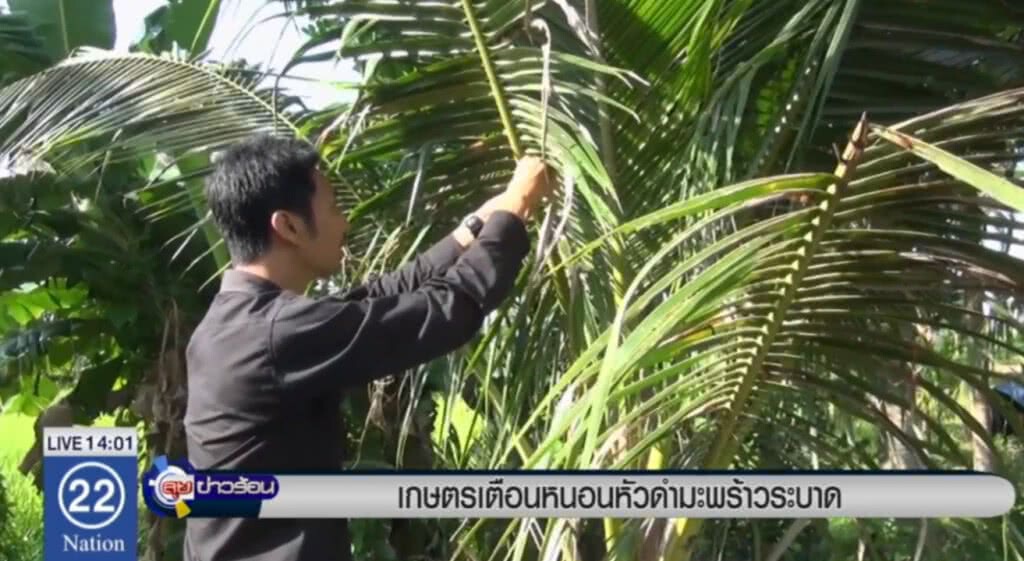 เกษตรอำเภอเตือนหนอนหัวดำมะพร้าวระบาด เกษตรอำเภอเตือนหนอนหัวดำมะพร้าวระบาด