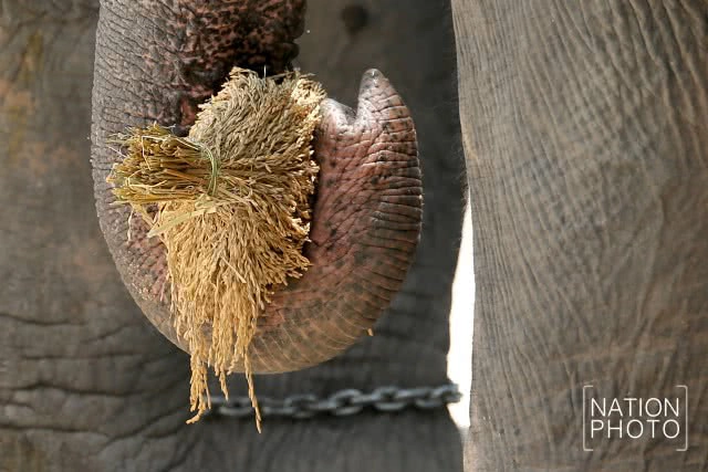 แห่ช้างนราธิวาส
สืบสานพิธีกรรมโบราณ ชายแดนใต้