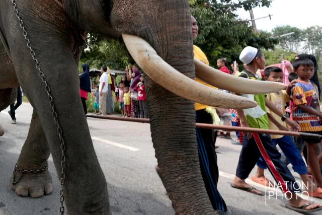 แห่ช้างนราธิวาส
สืบสานพิธีกรรมโบราณ ชายแดนใต้