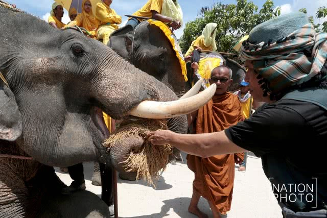 แห่ช้างนราธิวาส
สืบสานพิธีกรรมโบราณ ชายแดนใต้