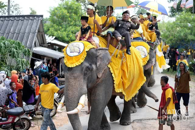 แห่ช้างนราธิวาส
สืบสานพิธีกรรมโบราณ ชายแดนใต้