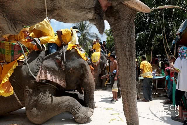แห่ช้างนราธิวาส
สืบสานพิธีกรรมโบราณ ชายแดนใต้