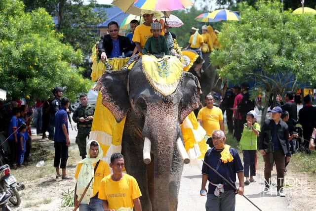 แห่ช้างนราธิวาส
สืบสานพิธีกรรมโบราณ ชายแดนใต้