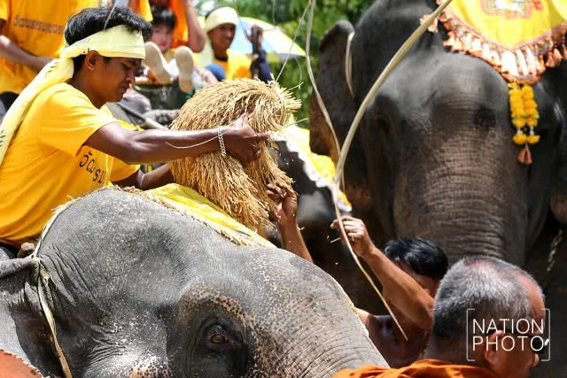 แห่ช้างนราธิวาส
สืบสานพิธีกรรมโบราณ ชายแดนใต้