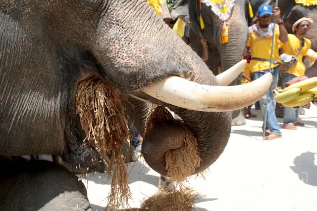 แห่ช้างนราธิวาส
สืบสานพิธีกรรมโบราณ ชายแดนใต้