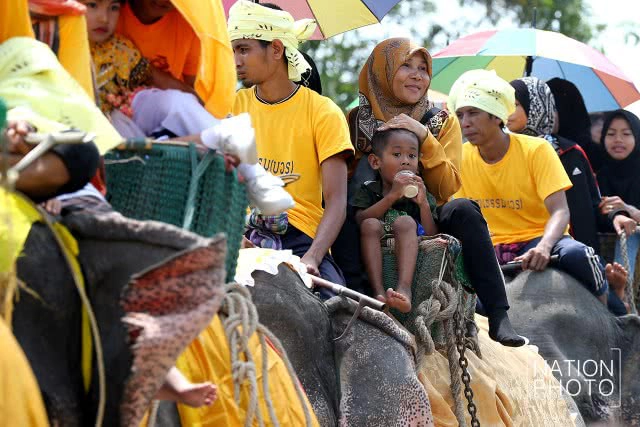 แห่ช้างนราธิวาส
สืบสานพิธีกรรมโบราณ ชายแดนใต้