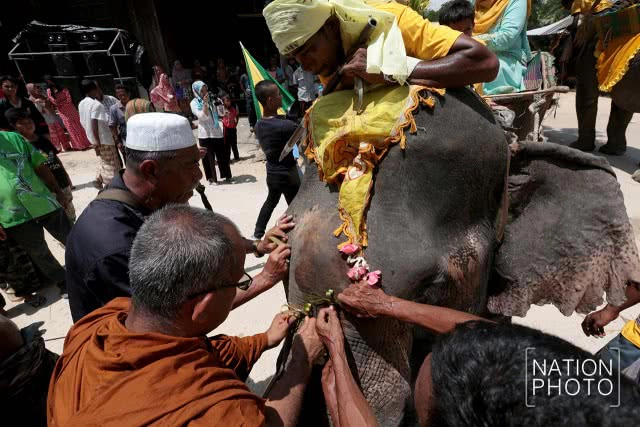 แห่ช้างนราธิวาส
สืบสานพิธีกรรมโบราณ ชายแดนใต้