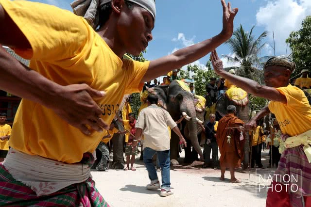 แห่ช้างนราธิวาส
สืบสานพิธีกรรมโบราณ ชายแดนใต้