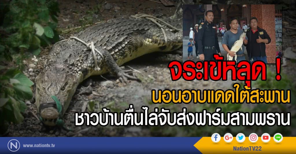 จระเข้หลุด !
นอนอาบแดดใต้สะพาน
ชาวบ้านตื่นไล่จับส่งฟาร์มสามพราน จระเข้หลุด !
นอนอาบแดดใต้สะพาน
ชาวบ้านตื่นไล่จับส่งฟาร์มสามพราน