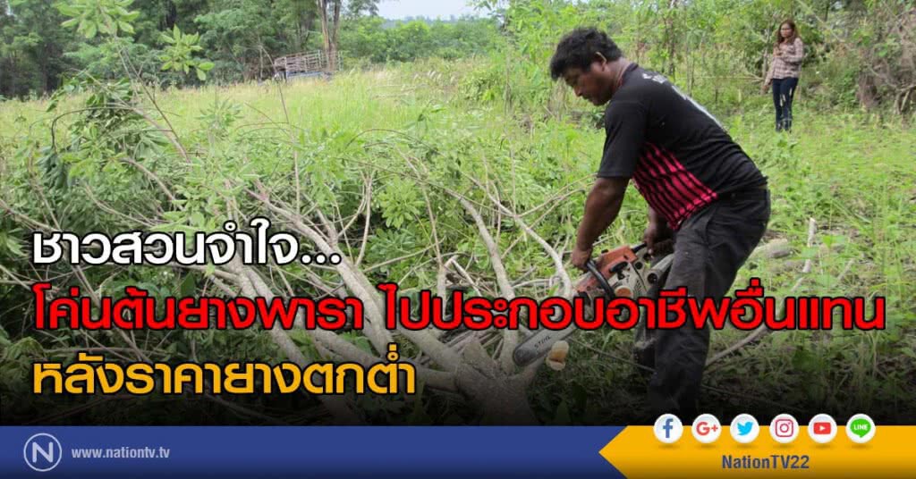 ชาวสวนจำใจ... โค่นต้นยางพารา ไปประกอบอาชีพอื่นแทน หลังราคายางตกต่ำ ชาวสวนจำใจ... โค่นต้นยางพารา ไปประกอบอาชีพอื่นแทน หลังราคายางตกต่ำ
