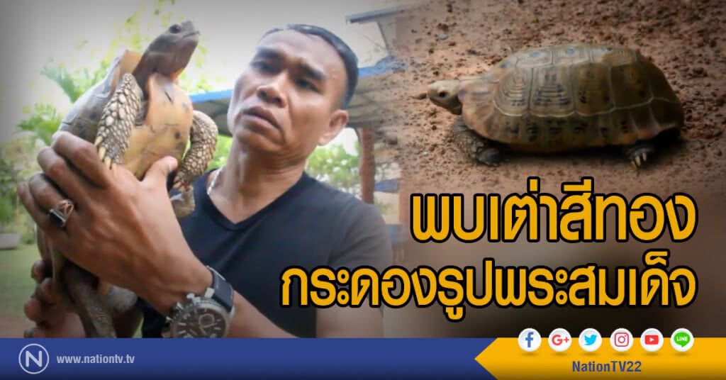 พบเต่าสีทอง
กระดองรูปพระสมเด็จ