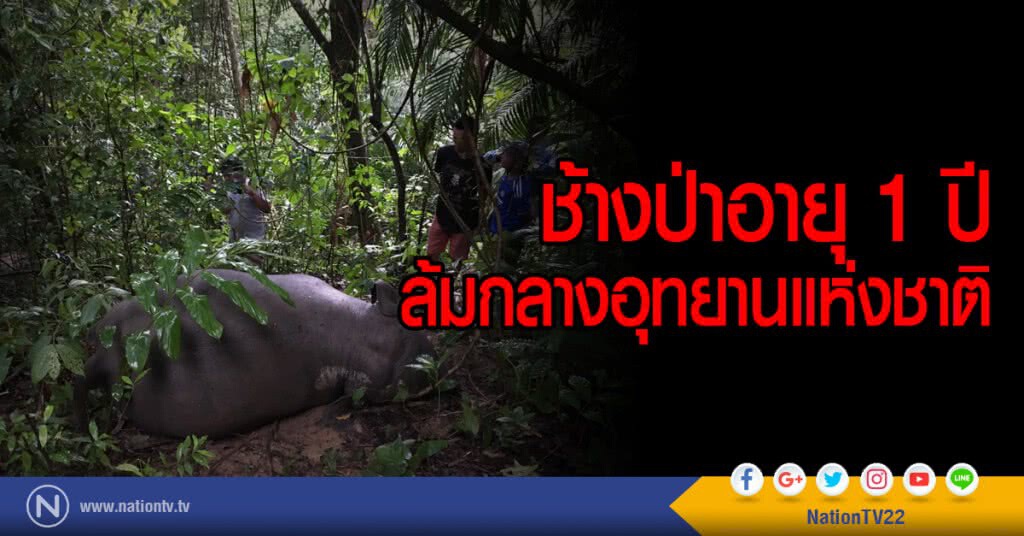 ช้างป่าอายุ 1 ปี
ล้มกลางอุทยานแห่งชาติ ช้างป่าอายุ 1 ปี
ล้มกลางอุทยานแห่งชาติ
