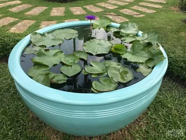 ทำเนียบฯ เปลี่ยนสีอ่างบัว เป็นสิริมงคลกับผู้นำประเทศ