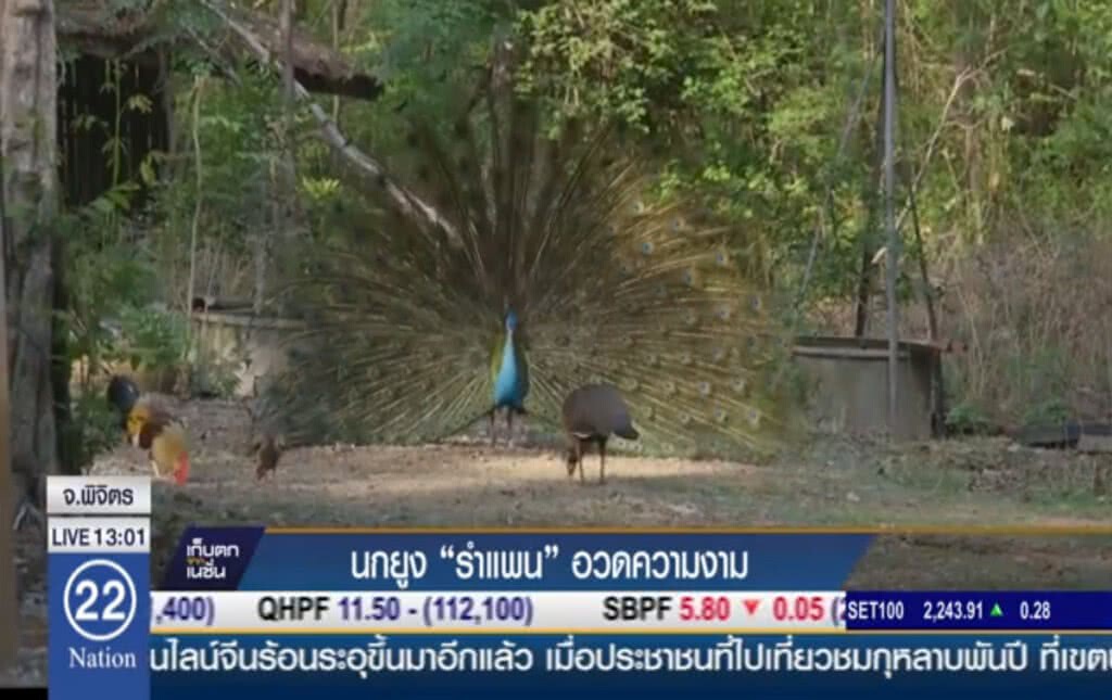 นกยูง "รำแพน" อวดความงาม นกยูง "รำแพน" อวดความงาม