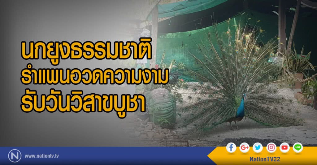 นกยูงธรรมชาติ
รำแพนอวดความงาม
รับวันวิสาขบูชา นกยูงธรรมชาติ
รำแพนอวดความงาม
รับวันวิสาขบูชา