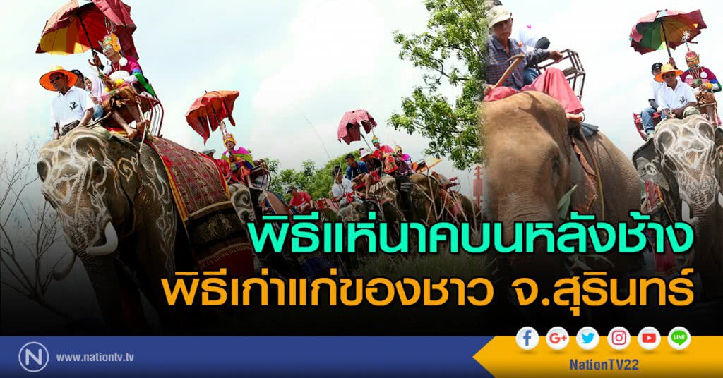 พิธีแห่นาคบนหลังช้าง พิธีเก่าแก่ของชาว จ.สุรินทร์ พิธีแห่นาคบนหลังช้าง พิธีเก่าแก่ของชาว จ.สุรินทร์