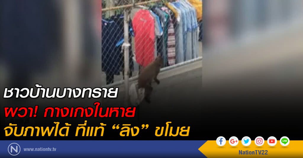 ลิงขโมยกางเกงใน